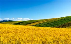 新疆农业市场规模现状 新疆农业市场发展趋势