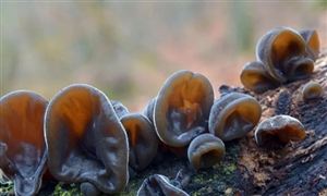 2022年黑木耳行业现状及发展前景分析