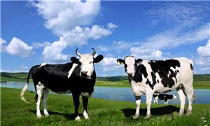 2022奶牛养殖行业发展趋势及市场现状分析