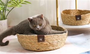 2022年宠物用品行业现状及发展前景分析