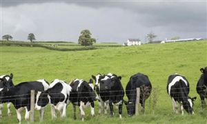 2022中国奶牛养殖行业面临的问题与发展前景调研