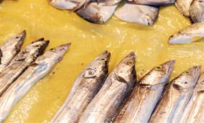 带鱼养殖行业市场环境 带鱼养殖行业市场发展前景分析