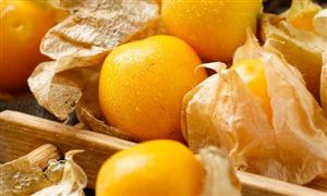 菇娘种植市场价值分析 菇娘种植市场前景广阔