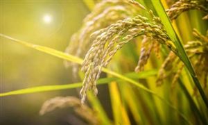 2022年农村信息化行业现状及发展趋势分析