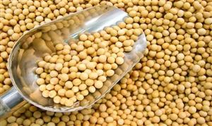 大豆加工行业市场调研 大豆加工行业未来发展方向