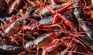 2022年小龙虾养殖行业发展趋势及市场前景调研分析