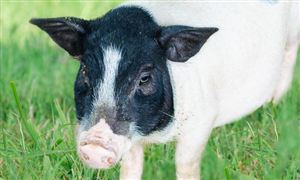 生猪养殖屠宰行业市场现状如何?发展大型养殖势在必行