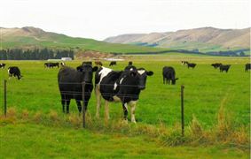 2022中国畜牧业发展机遇和投融资战略