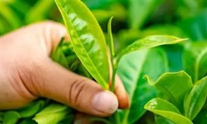 中国茶多酚行业现状及发展趋势分析