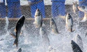 渔业市场发展现状和相关规划研究