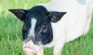 生猪价格“七连涨” 生猪养殖行业市场现状如何?