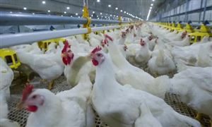 白羽肉鸡价格持续攀升 肉鸡养殖行业竞争预测