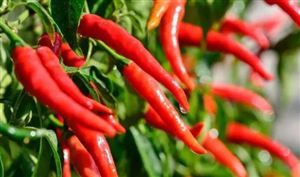 辣椒种植行业市场调研 辣椒种植行业盈利情况分析
