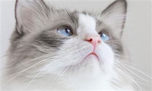 宠物殡葬服务行业发展前景及投资预测