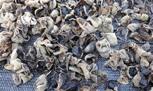 食用菌深加工行业分析 食用菌深加工市场发展前景