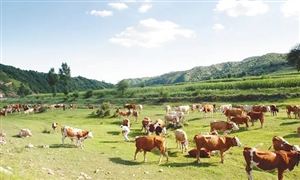 2022年畜牧服务行业现状及发展前景分析