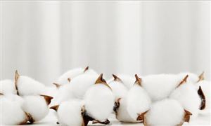 2022新型纺织纤维市场调研及行业趋势分析