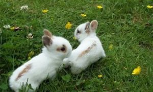 2022年宠物罐头行业现状及发展前景分析