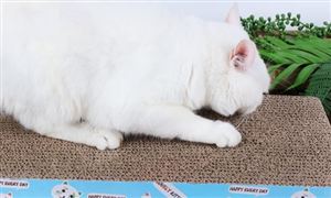 宠物用品行业市场规模及消费现状分析