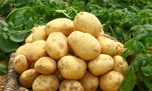 现代农业行业竞争格局及“十四五”相关政策分析