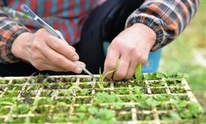 分子育种行业发展现状 分子育种行业发展趋势