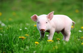 2022全国生猪价格现状及未来发展趋势预测