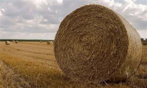 2022年秸秆饲料行业现状及发展前景分析