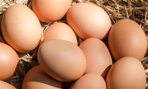 2022年鸡蛋加工行业市场现状及未来发展趋势分析