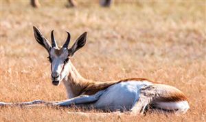 中兽药行业市场现状分析 中兽药行业市场前景展望
