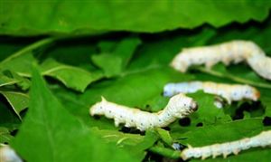 蚕养殖及加工行业市场现状如何?蚕养殖及加工行业市场前景分析