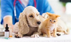 宠物医疗行业市场调研 连锁化发展是趋势