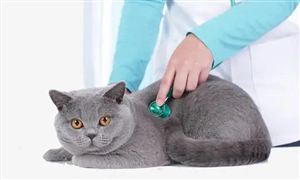 宠物医院行业市场调研 宠物医院行业发展前景分析