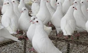 2022年肉鸽养殖行业发展方向及市场前景分析
