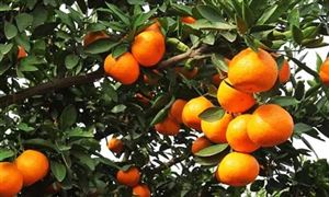2022年柑桔行业现状及发展前景分析