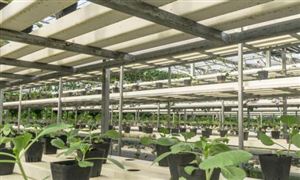 无土栽培蔬莱市场调研 2022无土栽培蔬莱行业前景及现状分析