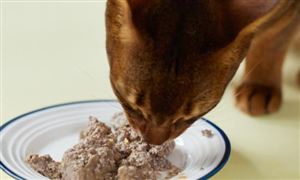 宠物营养品行业分析 2022宠物营养品行业前景及现状分析