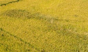 2022年中国氮肥行业市场现状及发展趋势