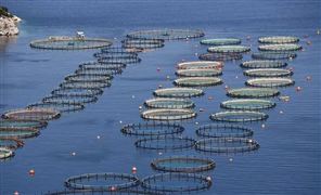 2022水产饲料行业发展现状及趋势分析