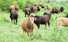 2022中国饲料添加剂行业市场规模与发展趋势