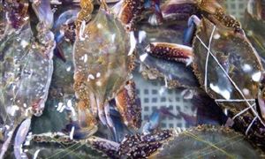 水产养殖产业发展现状及前景研究