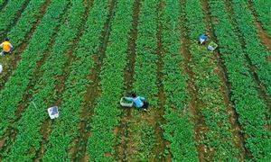 中国农业批发行业市场发展与投资趋势分析