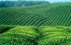 中国茶叶产销量数据统计 2022我国茶叶消费市场新趋势分析