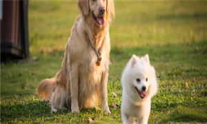 宠物经济产业规模分析 宠物经济产业及宠物用品消费市场分析