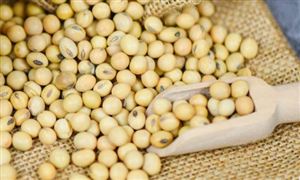 大豆加工行业发展现状及前景分析2022