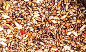 上半年肉禽饲料量减价增量  2022中国谷物饲料行业市场全面分析