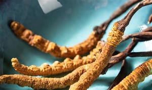 冬虫夏草市场出口情况 冬虫夏草市场投资前景分析