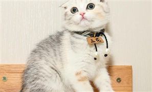 宠物电器市场竞争日趋激烈 宠物电器市场需求规模分析