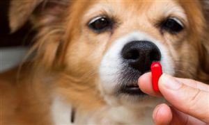 未来宠物药品需求规模巨大 预测宠物药品市场规模分析