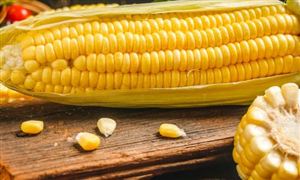 美玉米期价创两个月来新高 国内玉米发展空间极大