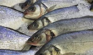 水产渔业机械行业市场竞争力 水产渔业机械行业发展规划研究